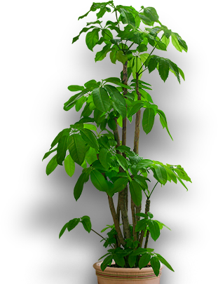 plant